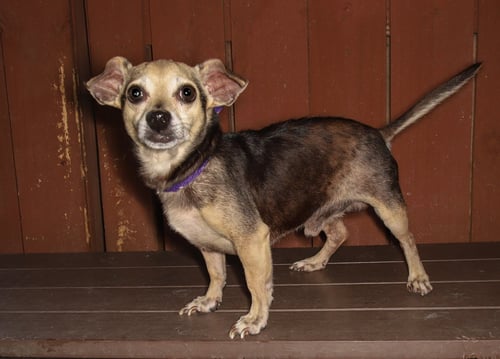 SCOOBY - Chihuahua / Dachshund available for adoption