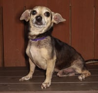 Scooby - Photo 3