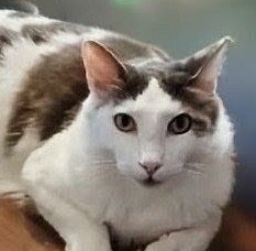 Timmy - PSA Image