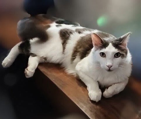 TIMMY - PSA - Domestic Medium Hair available for adoption