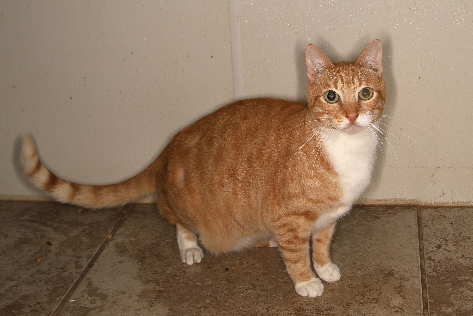 DOMINIC CENTER - Tabby available for adoption