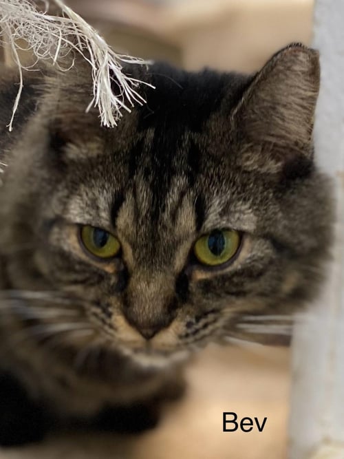 BEV - CAT ROOM - Domestic Long Hair available for adoption