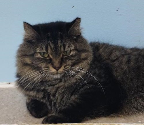 BEV - CAT ROOM - Domestic Long Hair available for adoption