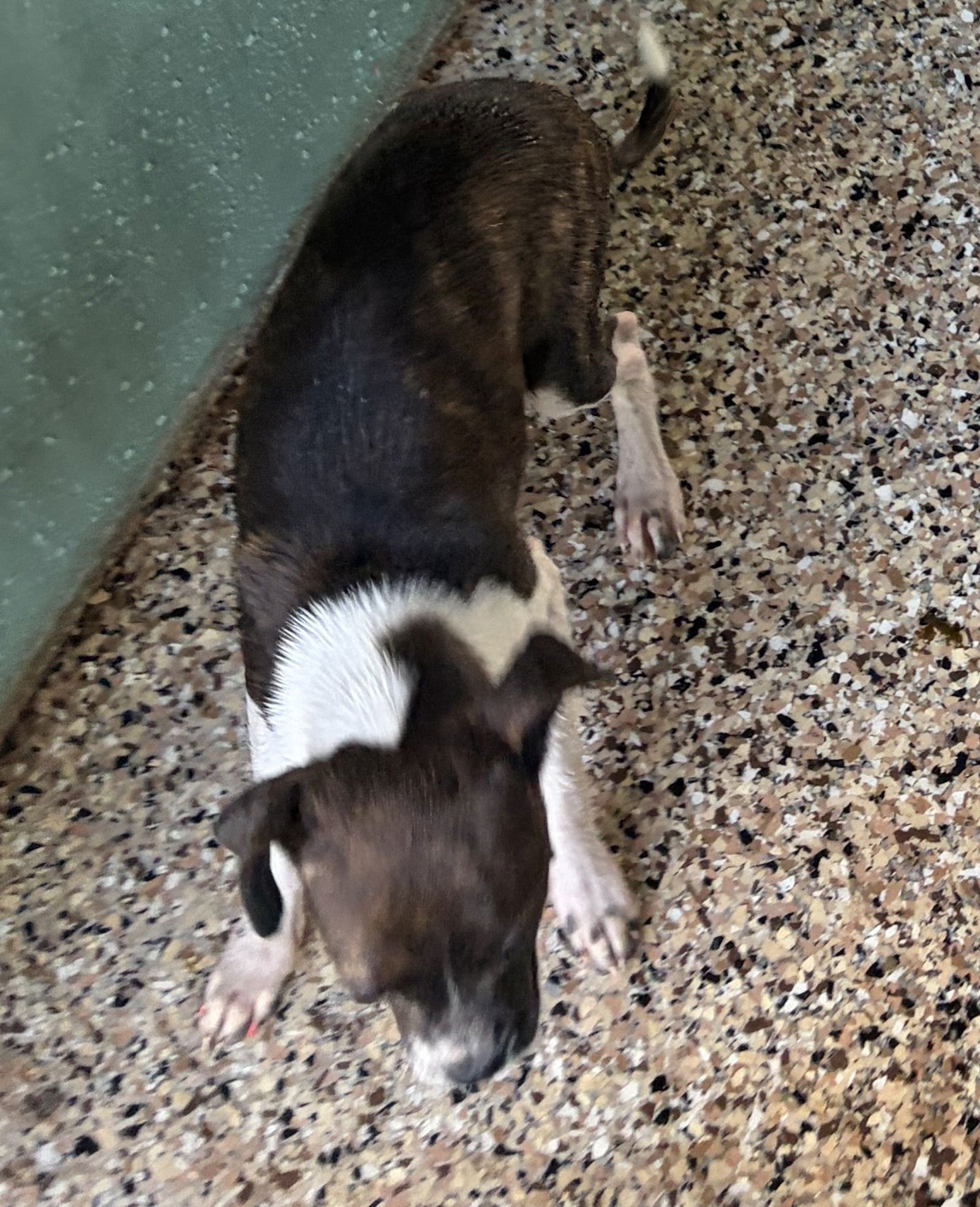 CLOVER - Chihuahua available for adoption