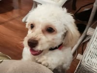 Lola - Photo 1