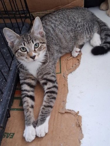 ZARA - PSP FOSTER HOME - Domestic Short Hair available for adoption