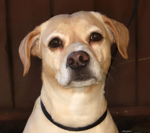 SARA - Yellow Labrador Retriever / Beagle available for adoption