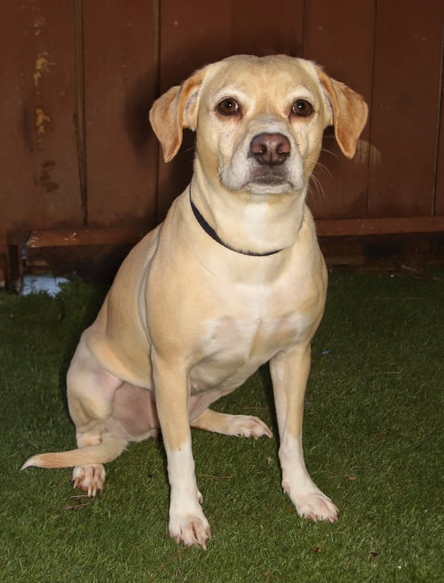 SARA - Yellow Labrador Retriever / Beagle available for adoption