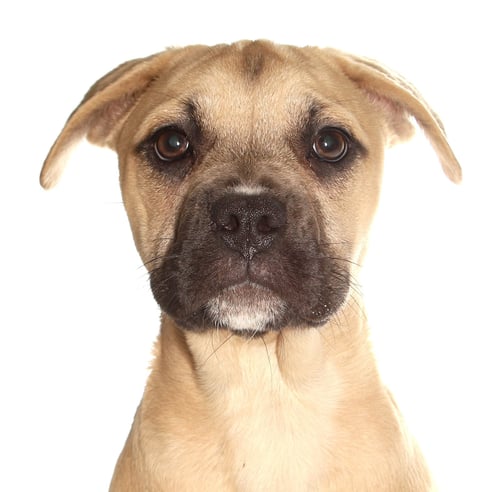 ARRIETTY - Husky / French Bulldog available for adoption