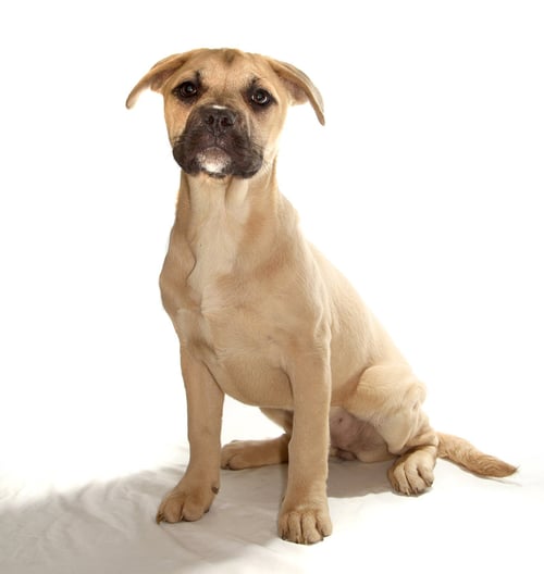 ARRIETTY - Husky / French Bulldog available for adoption