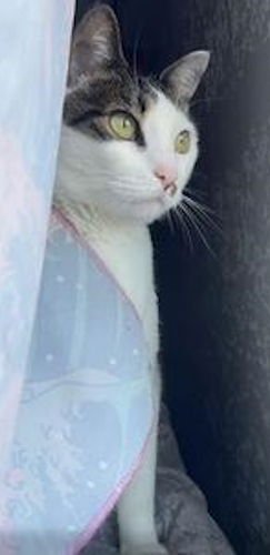 Larry the Cat - Photo 4