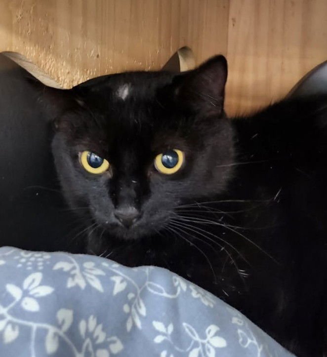 DOT - PETSMART PLANTATION - Bombay available for adoption