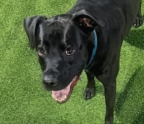 DALLAS - Black Labrador Retriever / Labrador Retriever available for adoption