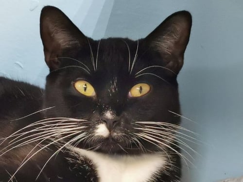 MR. HANS - CAT ROOM - Tuxedo available for adoption