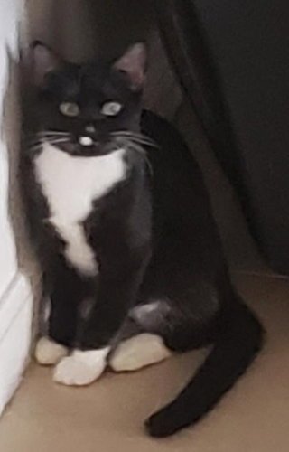 MR. HANS - CAT ROOM - Tuxedo available for adoption