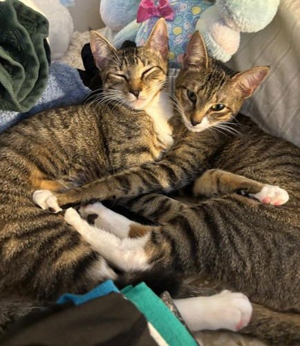 FEDI - PETSMART PLANATION FOSTER HOME - Domestic Short Hair available for adoption