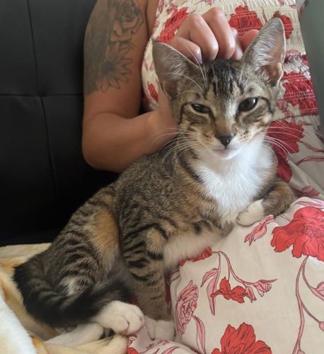 FEDI - PETSMART PLANATION FOSTER HOME - Domestic Short Hair available for adoption