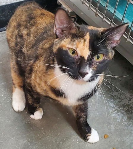 RAMONA - PETSMART PLANTATION - Domestic Short Hair available for adoption