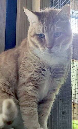 CASINO - PETSMART PLANTATION FOSTER HOME - Domestic Short Hair available for adoption