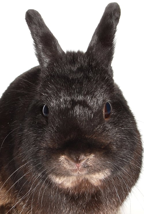 SATURN - American available for adoption