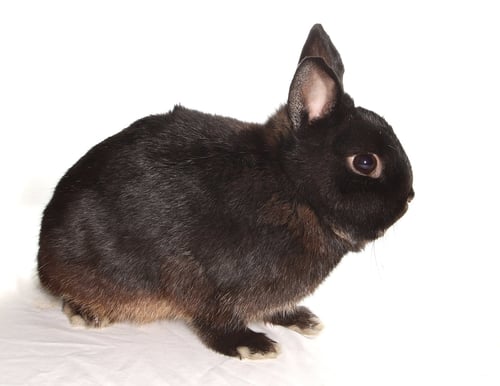 SATURN - American available for adoption