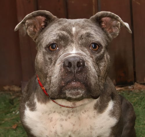 ROSIE - Pit Bull Terrier / English Bulldog available for adoption