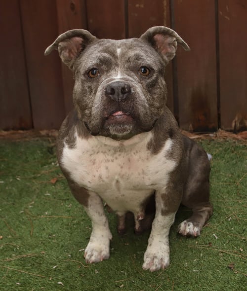 ROSIE - Pit Bull Terrier / English Bulldog available for adoption