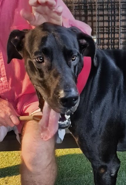 KING - Great Dane available for adoption