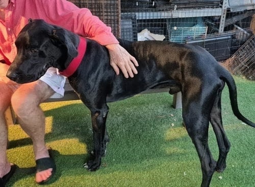 KING - Great Dane available for adoption