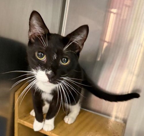 DOMINO - PSP - Domestic Short Hair available for adoption