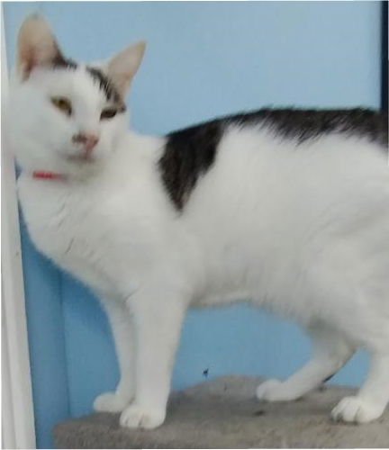 LINDY - Domestic Short Hair available for adoption