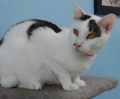 LINDY - Domestic Short Hair available for adoption