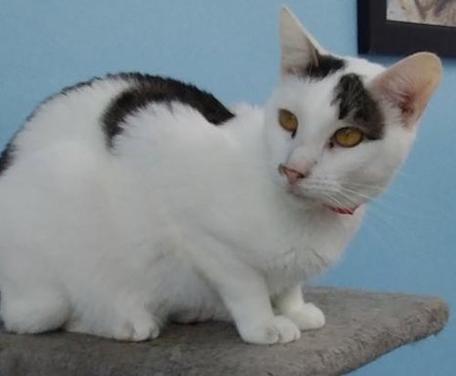 LINDY -  FOSTER HOME - Domestic Short Hair available for adoption