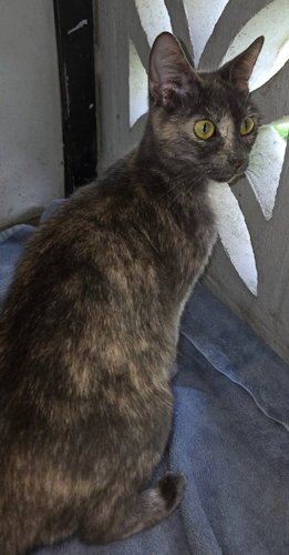 MILLIE - PSP FOSTER HOME - Tortoiseshell available for adoption