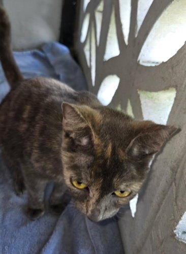MILLIE - PSP FOSTER HOME - Tortoiseshell available for adoption