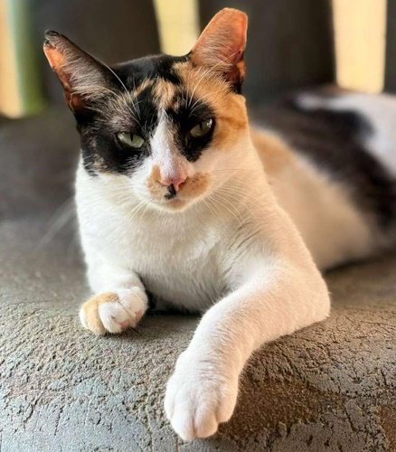 AGATHA - PSP FOSTER HOME - Domestic Short Hair available for adoption