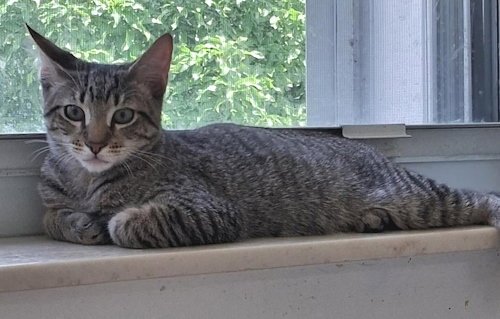 ZACK - PSP - Domestic Short Hair available for adoption