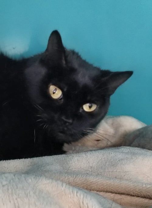 SIMON - Bombay available for adoption