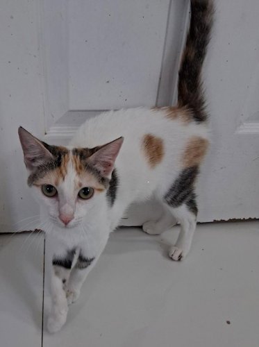 MISSY J - PSP FOSTER HOME - Domestic Short Hair available for adoption