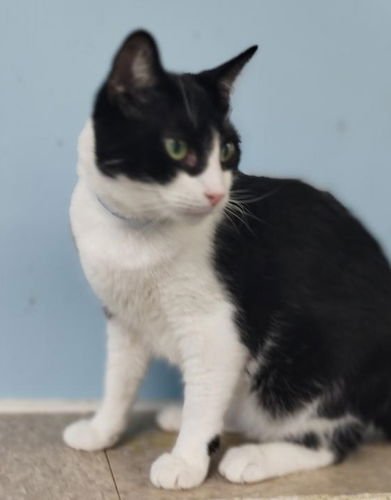 ZELDA CENTER - Domestic Short Hair available for adoption