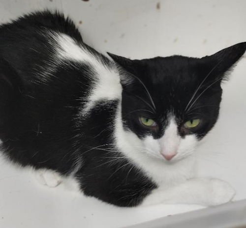 ZELDA CENTER - Domestic Short Hair available for adoption