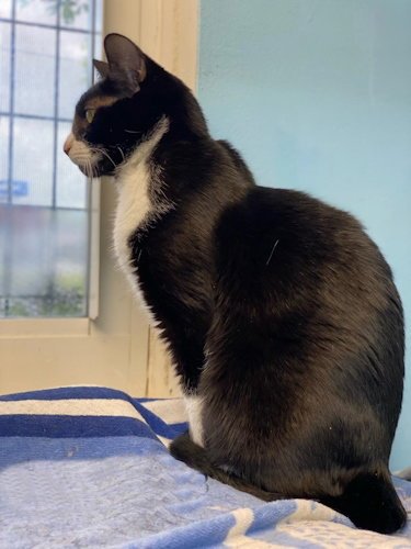 MELANIE - CENTER - Tuxedo available for adoption