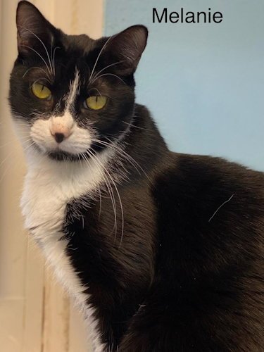 MELANIE - CENTER - Tuxedo available for adoption