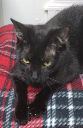 CHARCOAL - CENTER - Domestic Short Hair available for adoption