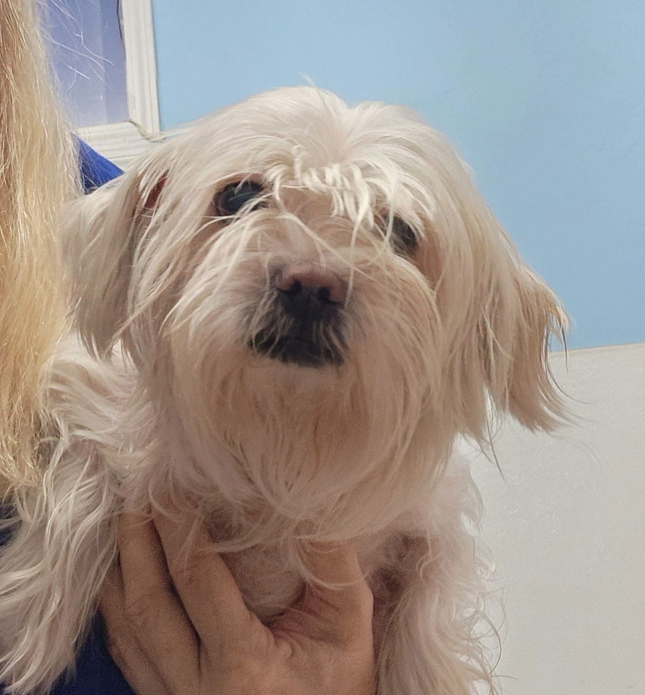 BABIE - Maltese available for adoption