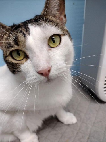 BAILEY - PETSMART PLANTATION - Domestic Short Hair available for adoption