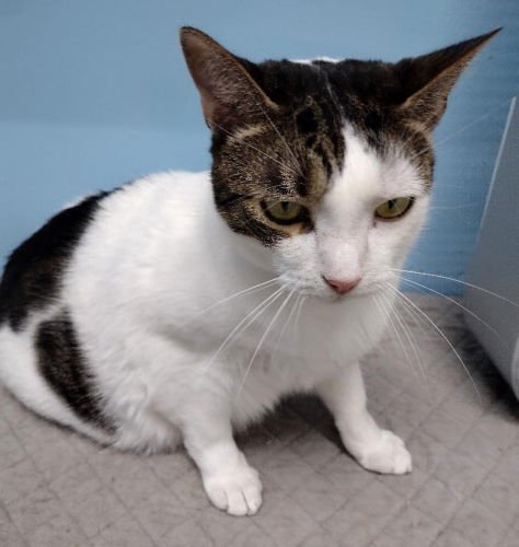 BAILEY - PETSMART PLANTATION - Domestic Short Hair available for adoption