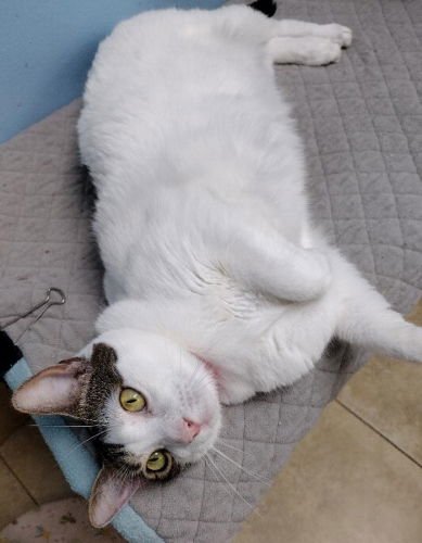 Bailey - Petsmart Plantation - Photo 3