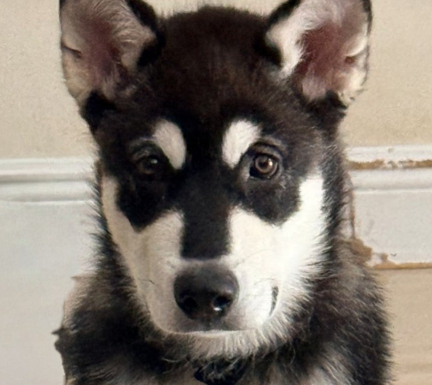 Koda Image