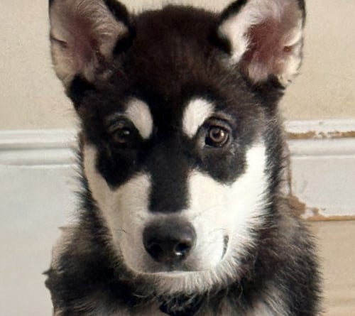 KODA - Alaskan Malamute available for adoption